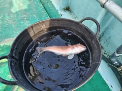 シロアマダイの釣果