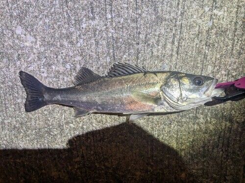 シーバスの釣果