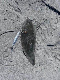 シタビラメの釣果