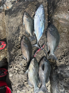グレの釣果