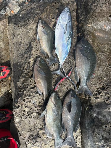 グレの釣果