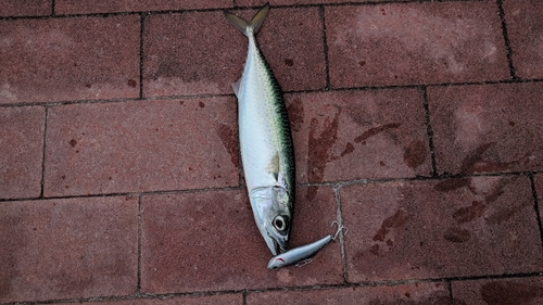 サバの釣果