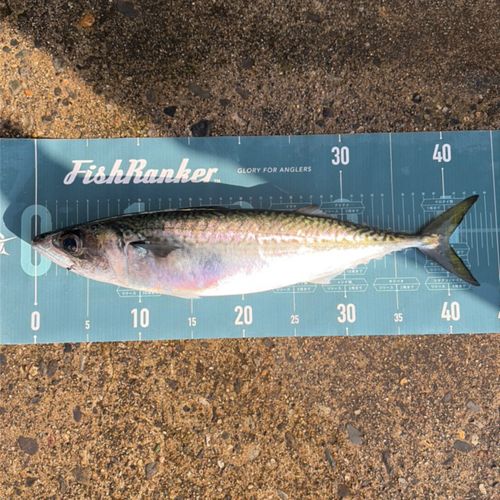 サバの釣果