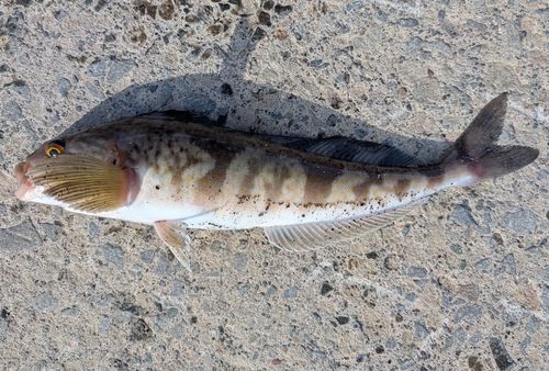 ホッケの釣果