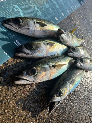 サバの釣果