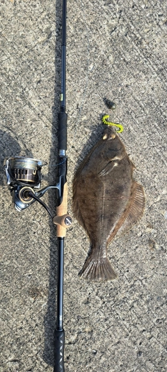 カレイの釣果