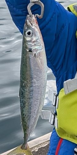ムロアジの釣果
