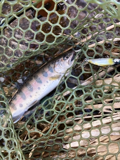 イワナの釣果