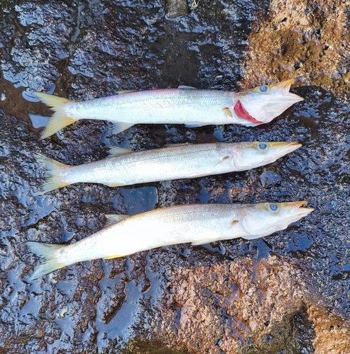 カマスの釣果