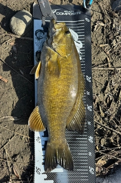 スモールマウスバスの釣果