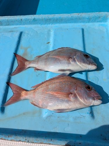 マダイの釣果