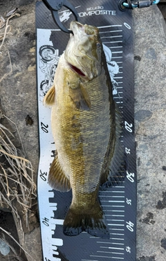 スモールマウスバスの釣果