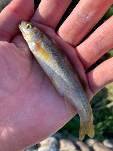 アブラハヤの釣果