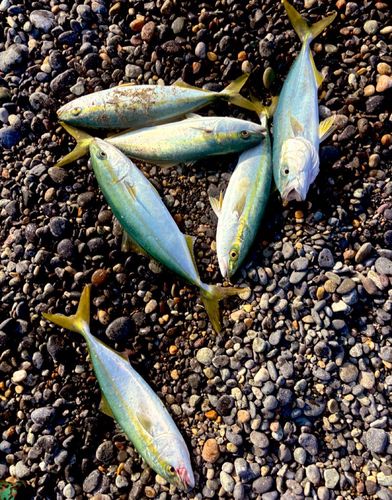 コゾクラの釣果