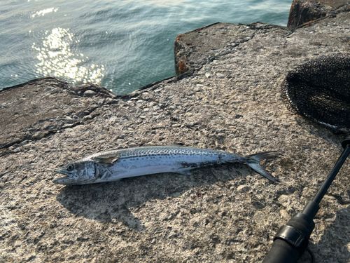 サゴシの釣果