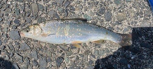 ウグイの釣果