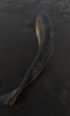 アメマスの釣果