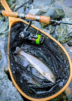 イワナの釣果
