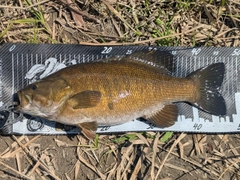 スモールマウスバスの釣果