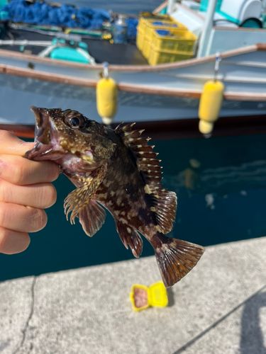 チョウチョウウオの釣果