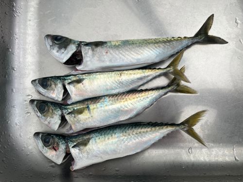 サバの釣果