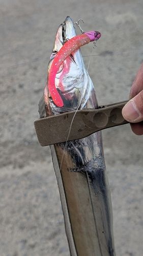 タチウオの釣果