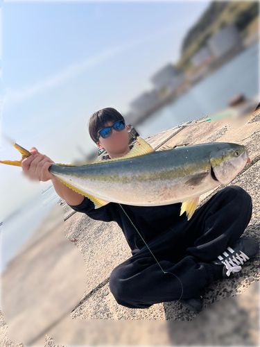 ブリの釣果