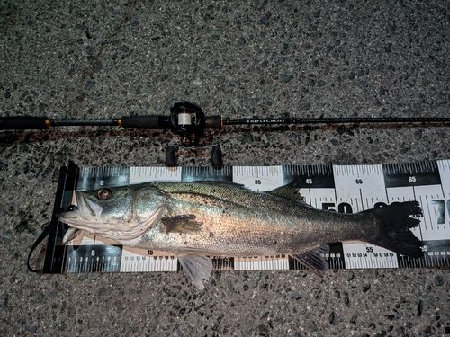 マルスズキの釣果