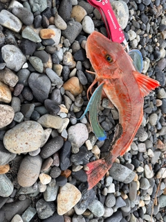 ホウボウの釣果