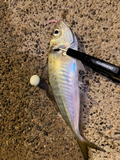 マアジの釣果
