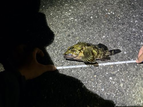カサゴの釣果