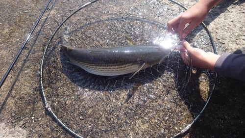 ボラの釣果