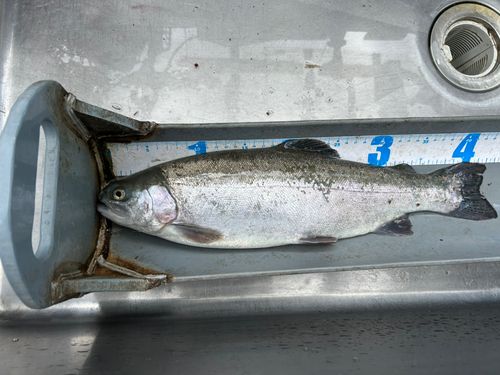 ニジマスの釣果