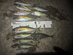 アジの釣果