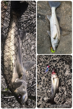 セイゴ（マルスズキ）の釣果