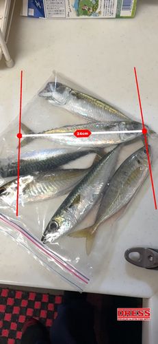 サバの釣果