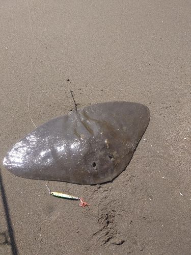 ツバクロエイの釣果