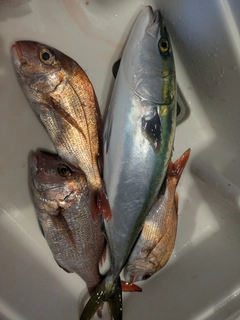 タイの釣果