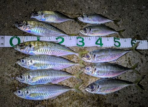 アジの釣果
