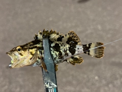 タケノコメバルの釣果