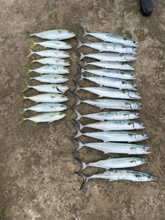 サゴシの釣果