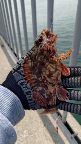 カサゴの釣果