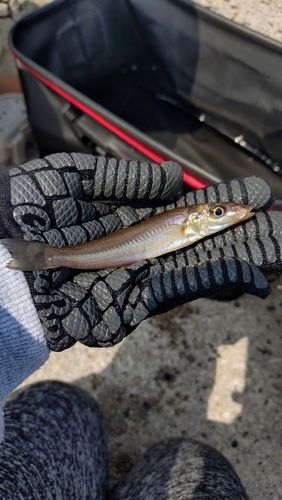 キスの釣果