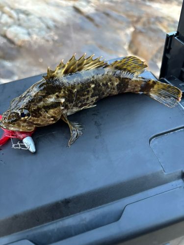 タケノコメバルの釣果
