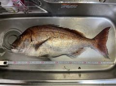 マダイの釣果