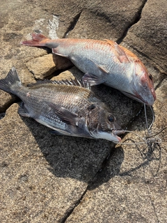 タイの釣果