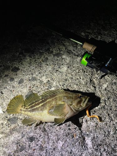 シマゾイの釣果