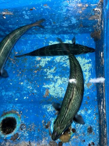 サバの釣果