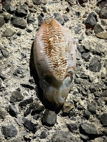 コウイカの釣果
