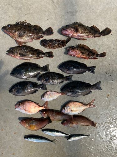 カサゴの釣果